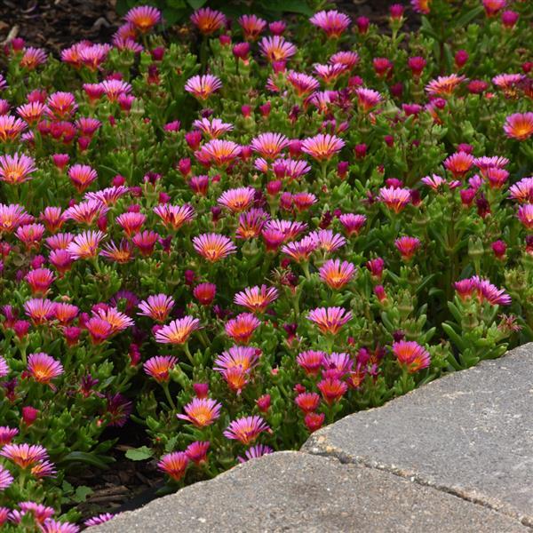 Delosperma hybrid Ocean Sunset™ Orange Glow - Commercial Landscape 1