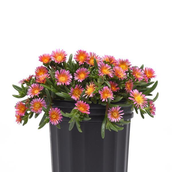 Delosperma hybrid Ocean Sunset™ Orange Glow - Container