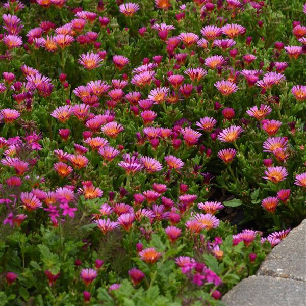 Delosperma hybrid Ocean Sunset™ Orange Glow - Landscape