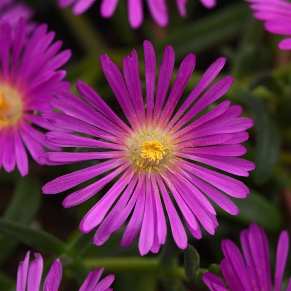 Delosperma hybrid Ocean Sunset™ Violet - Bloom