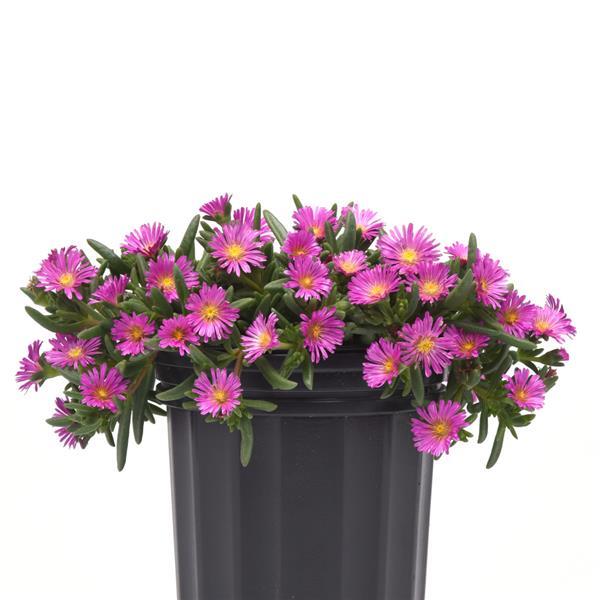 Delosperma hybrid Ocean Sunset™ Violet - Container