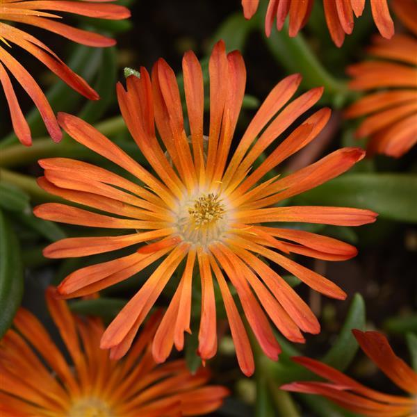 Delosperma hybrid Ocean Sunset™ Orange Vibe - Bloom