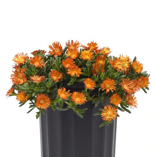 Delosperma hybrid Ocean Sunset™ Orange Vibe - Container