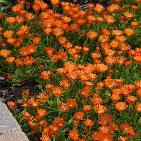 Delosperma hybrid Ocean Sunset™ Orange Vibe - Landscape