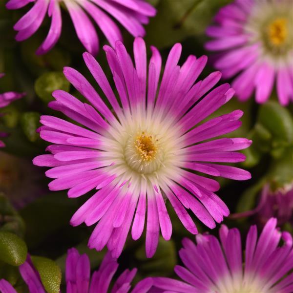 Delosperma hybrid Ocean Sunset™ Violet  Flare - Bloom