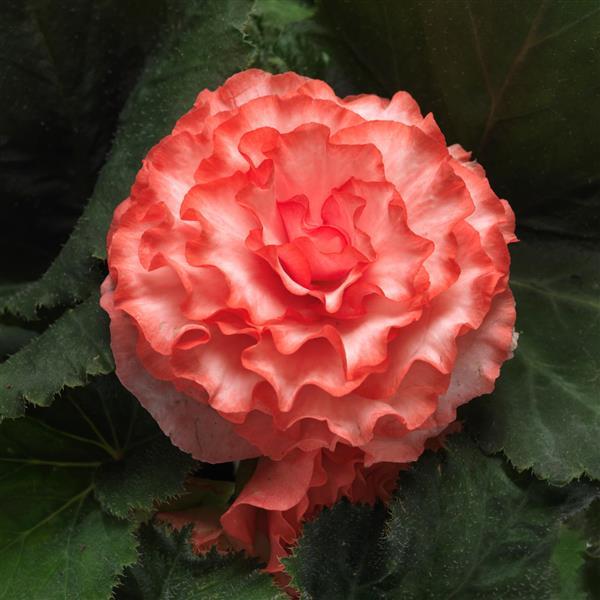 On Top® Surprise Tuberous Begonia - Bloom