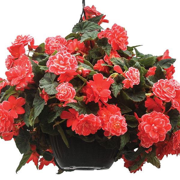 On Top® Melon Lace Tuberous Begonia - Basket