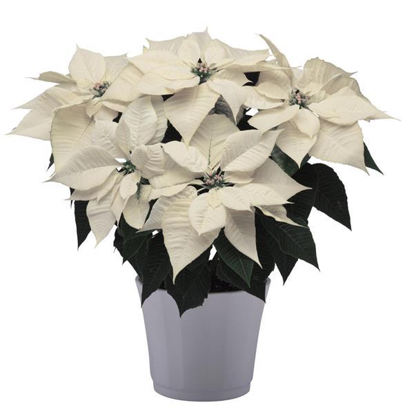 Alpina Poinsettia - Container