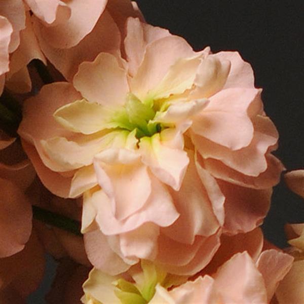 Katz Apricot Matthiola - Bloom