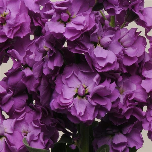 Katz Blue Matthiola - Bloom