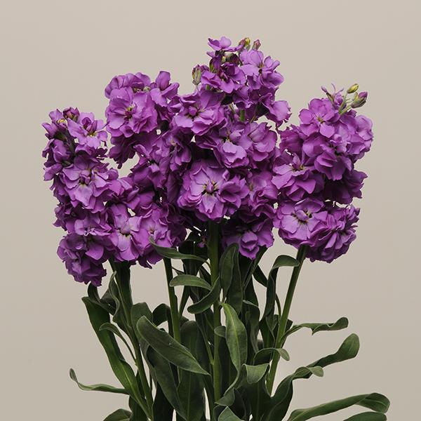 Katz Blue Matthiola - Cutflower