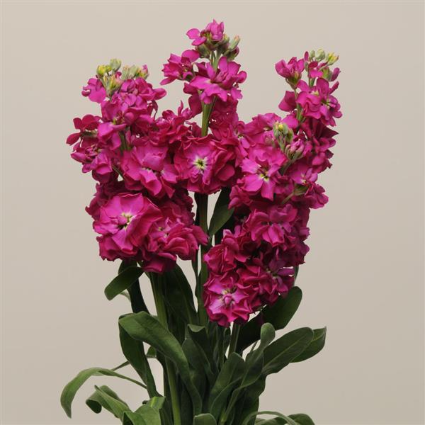 Katz Crimson Matthiola - Cutflower