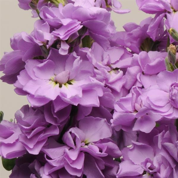 Katz Lavender Blue Matthiola - Bloom