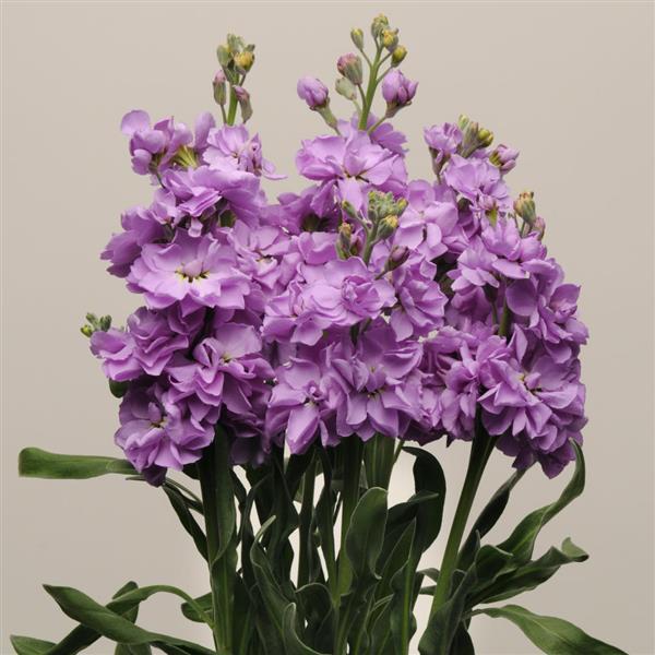 Katz Lavender Blue Matthiola - Cutflower