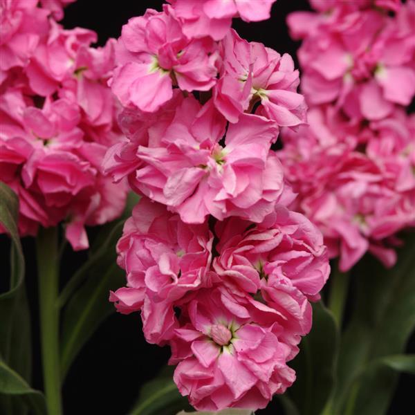 Katz Pink Matthiola - Bloom