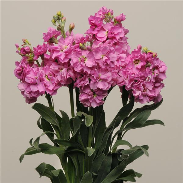 Katz Pink Matthiola - Cutflower