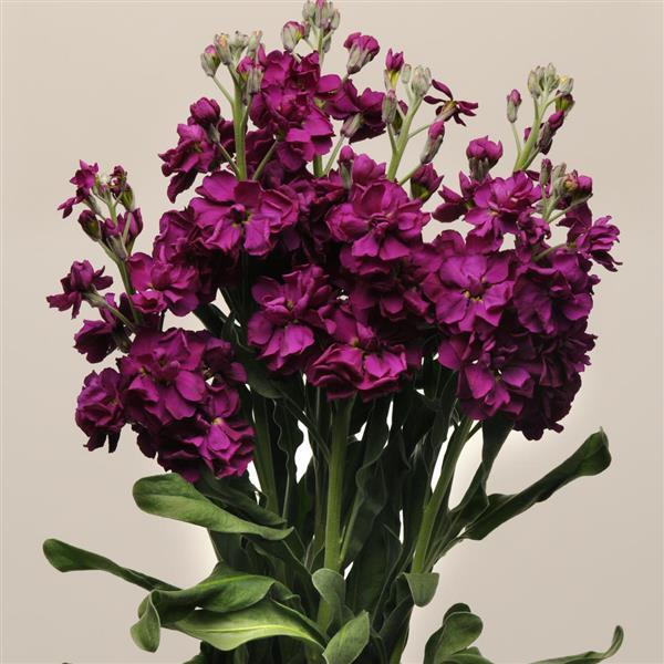 Katz Purple Matthiola - Cutflower