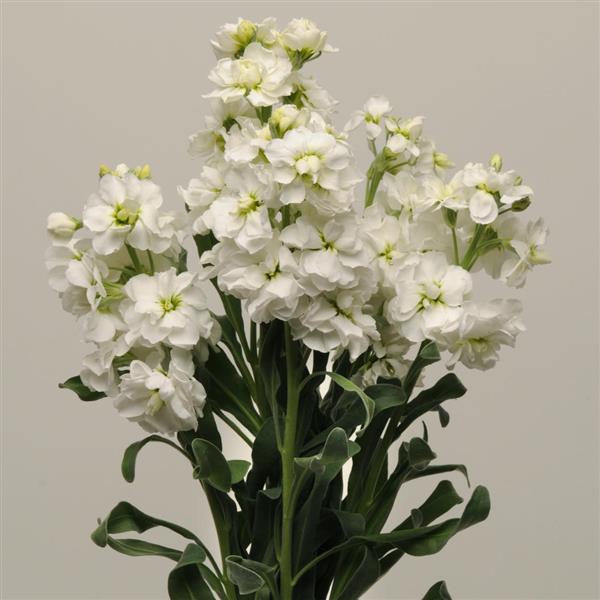 Katz White Matthiola - Cutflower