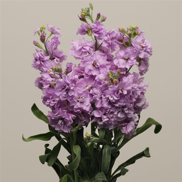 Katz Light Lavender Matthiola - Cutflower