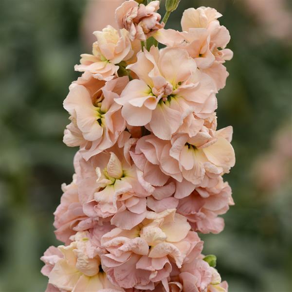 Column Stock Apricot Matthiola - Bloom