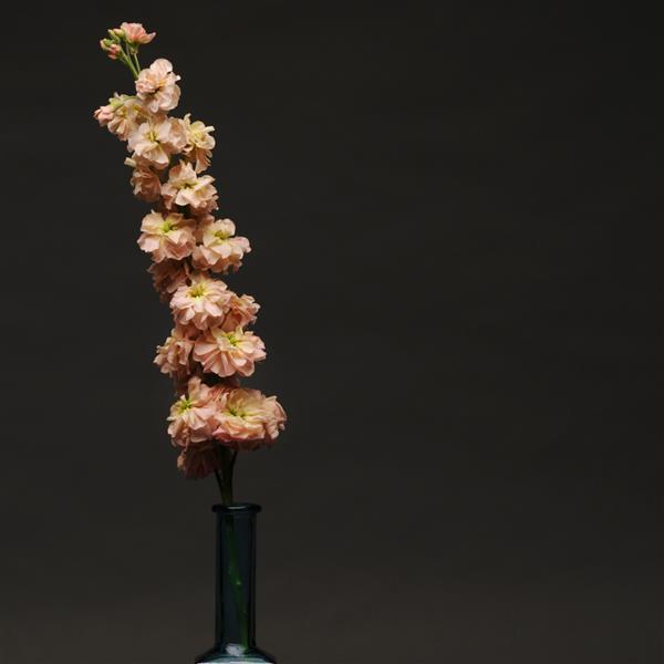 Column Stock Apricot Matthiola - Cutflower