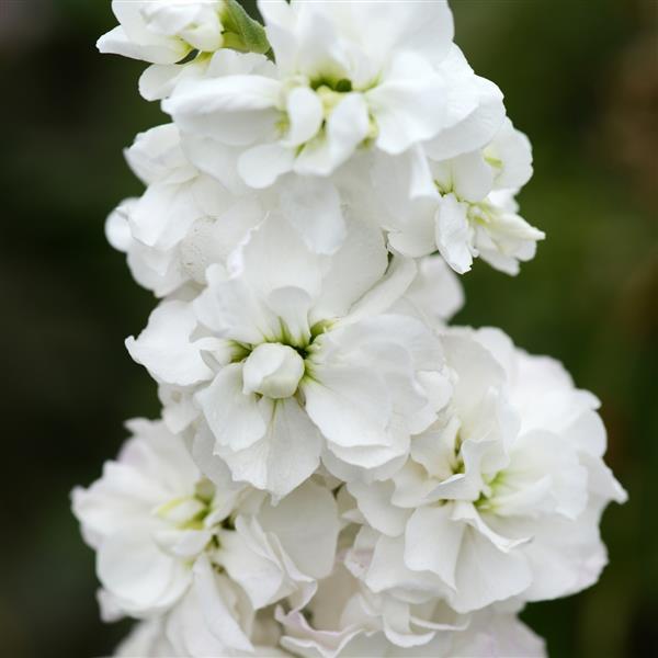 Column Stock Avalanche Matthiola - Bloom