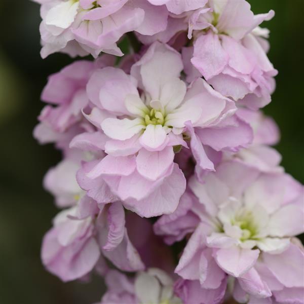 Column Stock Pink Sweetheart Matthiola - Bloom