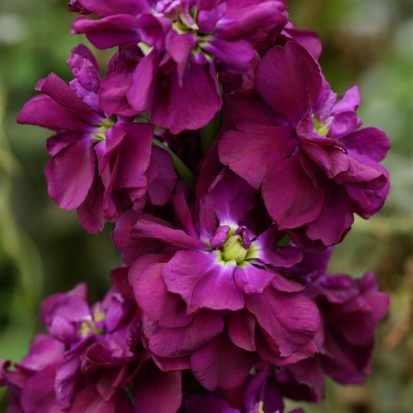 Column Stock Purple Heart Matthiola - Bloom