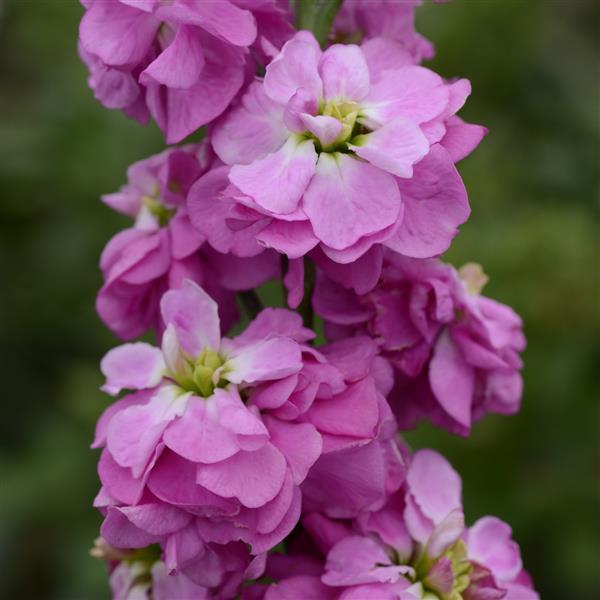 Column Stock Rose Pink Matthiola - Bloom