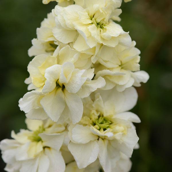 Column Stock Miracle Yellow Matthiola - Bloom