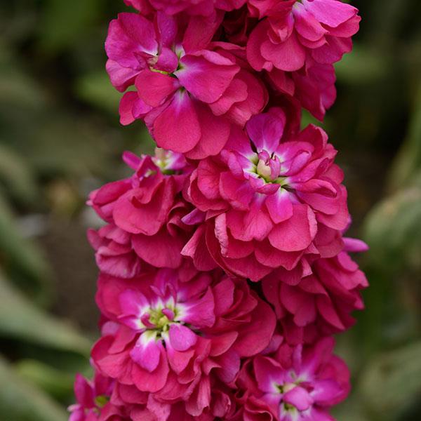 Column Stock Miracle Crimson Matthiola - Bloom