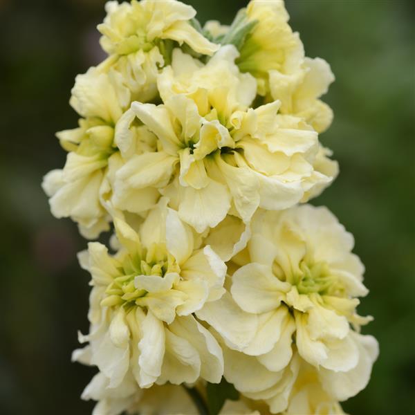 Column Stock Miracle Gold Matthiola - Bloom