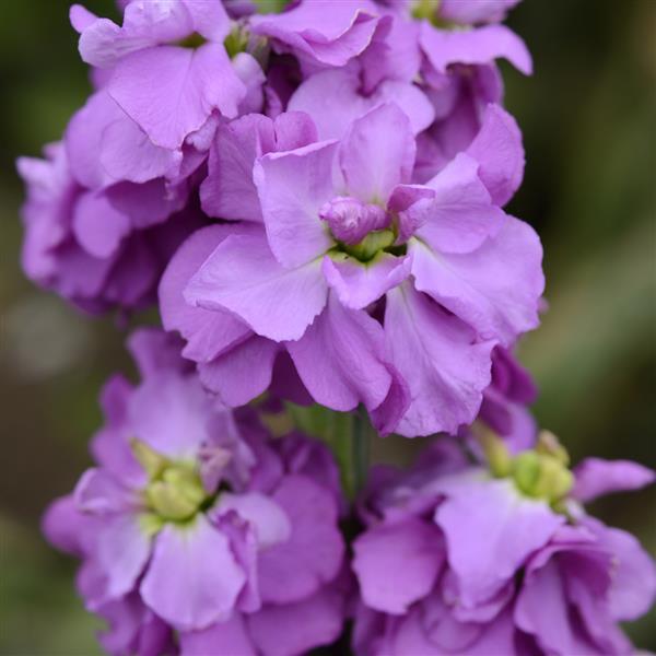 Column Stock Pacific Blue Matthiola - Bloom