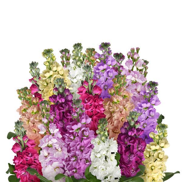 Column Stock Formula Mixture Matthiola - Bloom