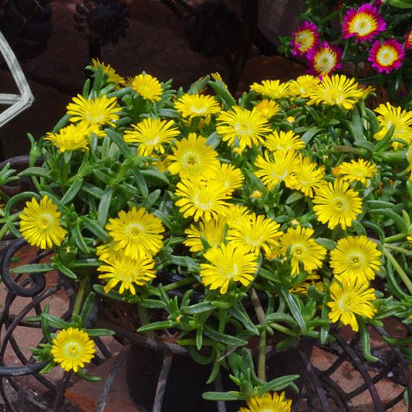 Delosperma Wheels of Wonder™ Golden Wonder - Container