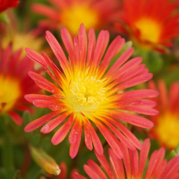 Delosperma Wheels of Wonder™ Fire Wonder - Bloom