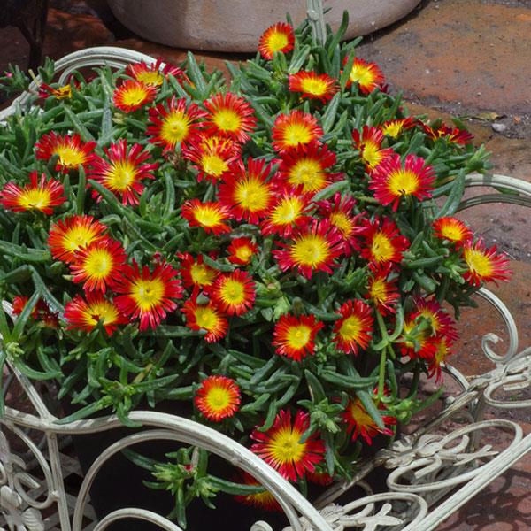 Delosperma Wheels of Wonder™ Fire Wonder - Container