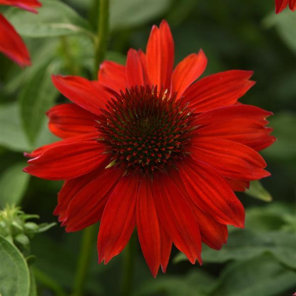 Echinacea Sombrero® Salsa Red - Bloom