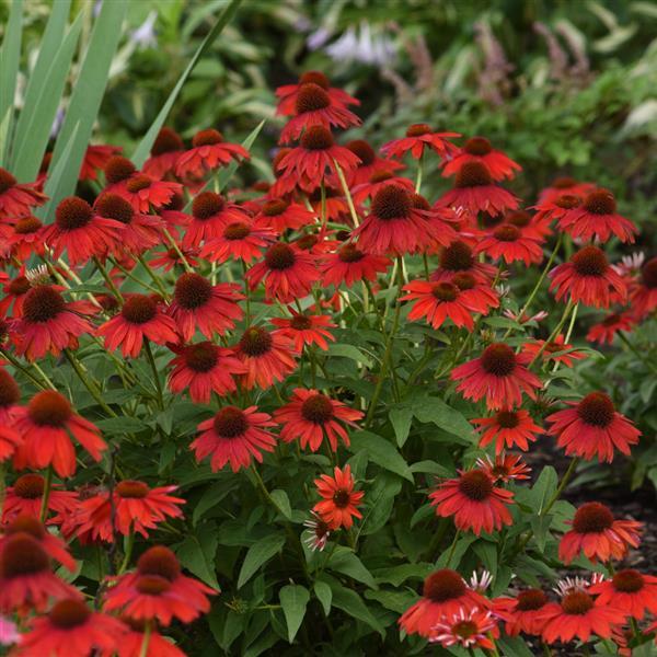 Echinacea Sombrero® Salsa Red - Landscape