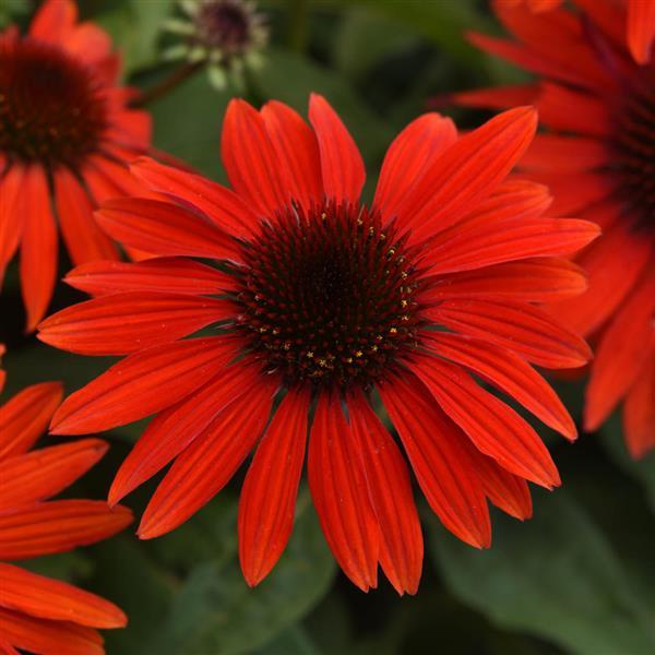 Echinacea Sombrero® Sangrita - Bloom