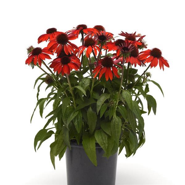 Echinacea Sombrero® Sangrita - Container