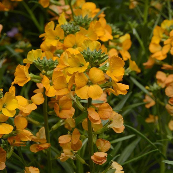 Erysimum Cheers™ Florange - Bloom