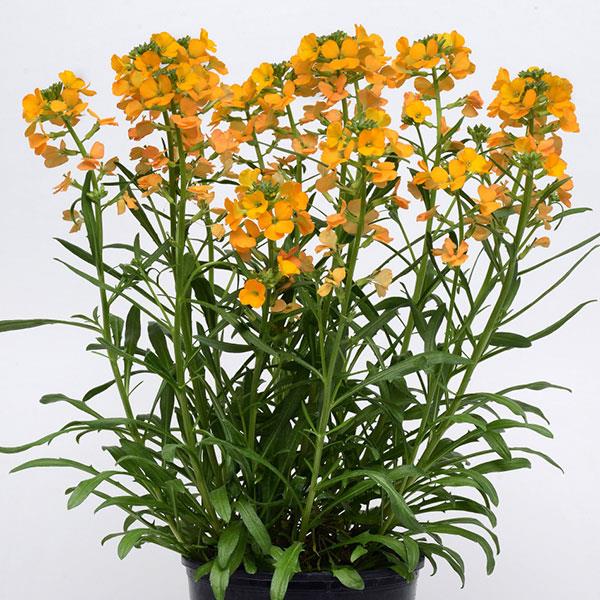 Erysimum Cheers™ Florange - Container