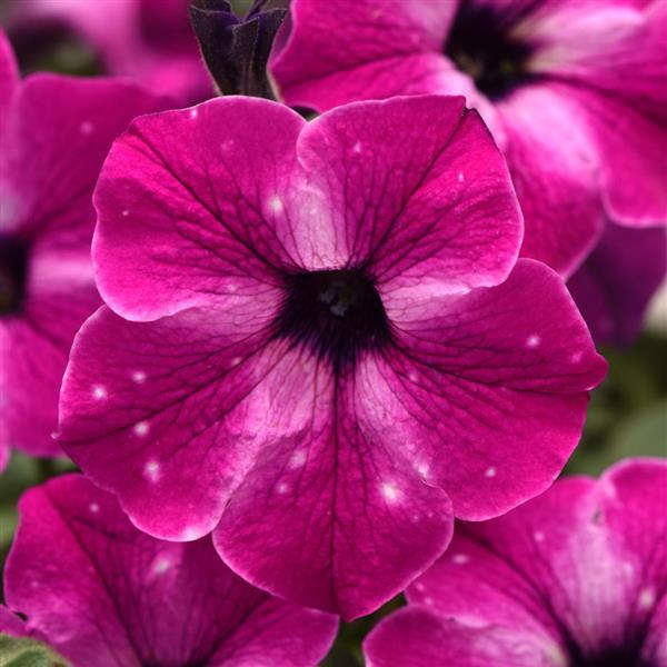 Headliner™ Enchanted Sky Petunia - Bloom