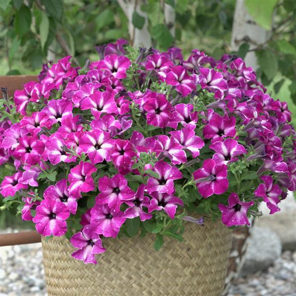 Headliner™ Enchanted Sky Petunia - Container