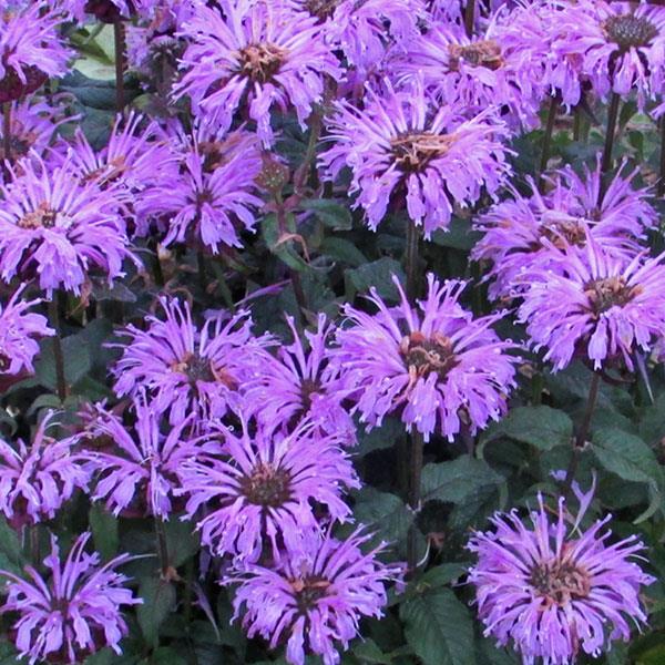 Monarda didyma Sugar Buzz® Blue Moon - Bloom