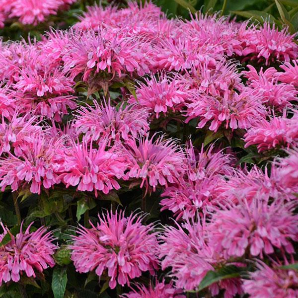 Monarda didyma Sugar Buzz® Bubblegum Blast - Bloom