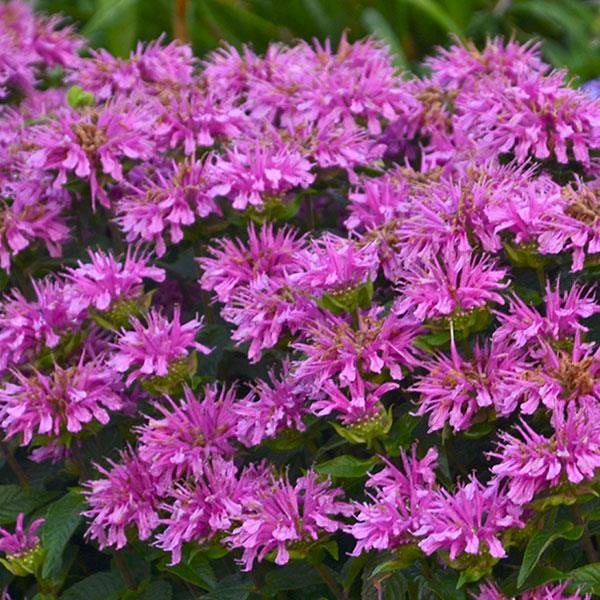 Monarda didyma Sugar Buzz® Lilac Lollipop - Bloom