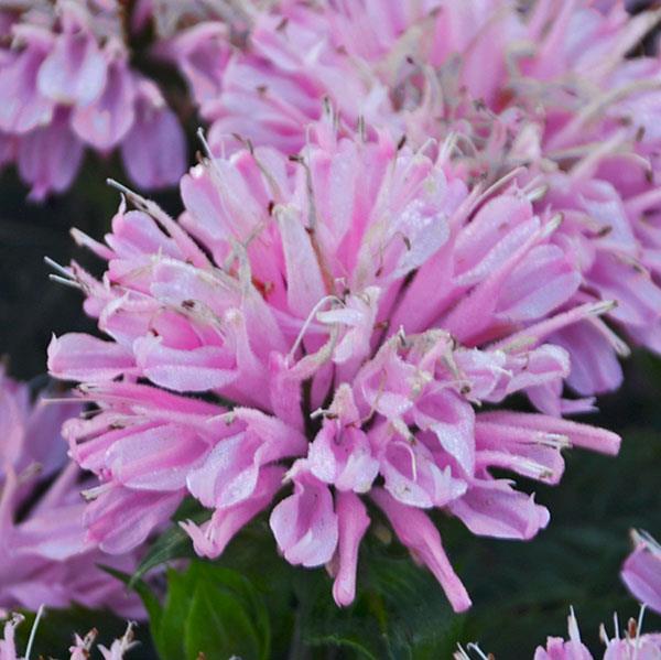 Monarda didyma Sugar Buzz® Pink Frosting - Bloom