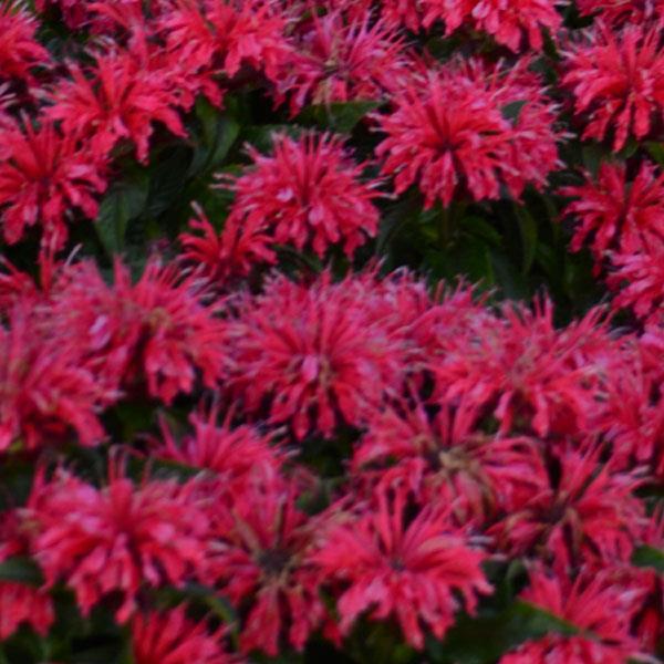 Monarda didyma Sugar Buzz® Cherry Pops - Bloom